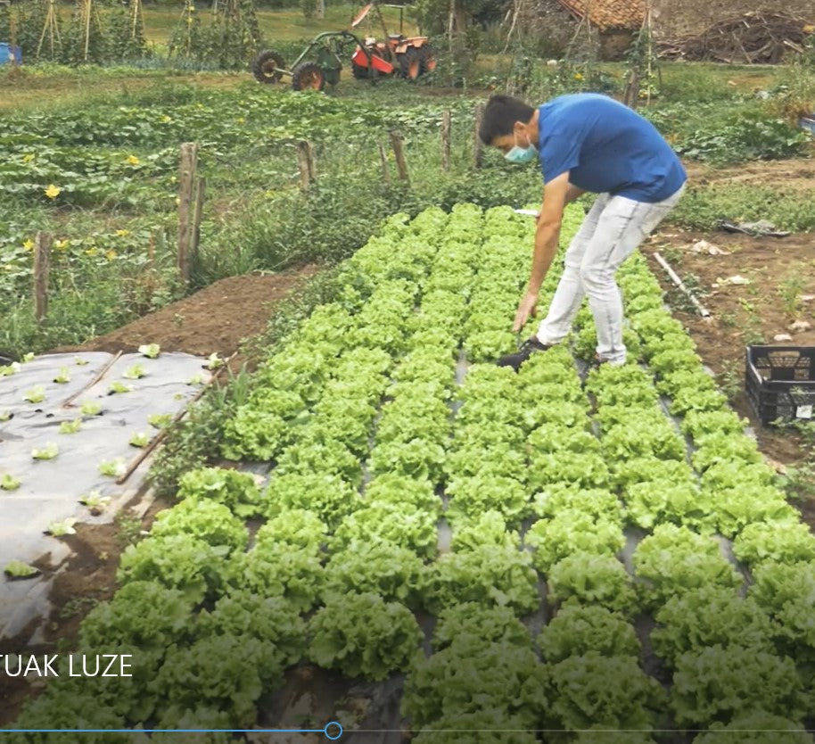 Las hortalizas que crecen junto al txakoli Urdaibai