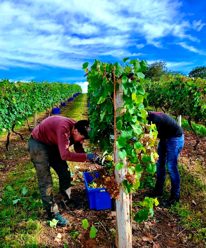 Realizada la vendimia 2021 del txakoli Urdaibai