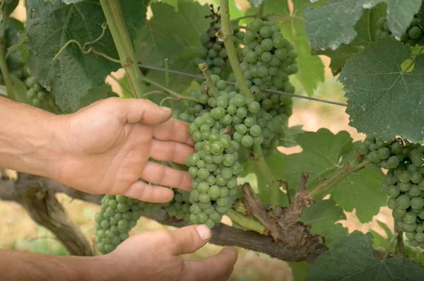 Qué es el Txakoli en 7 puntos