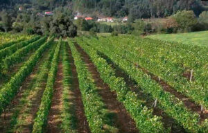 Qué es el Txakoli en 7 puntos