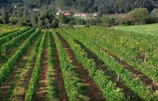 Qué es el Txakoli en 7 puntos