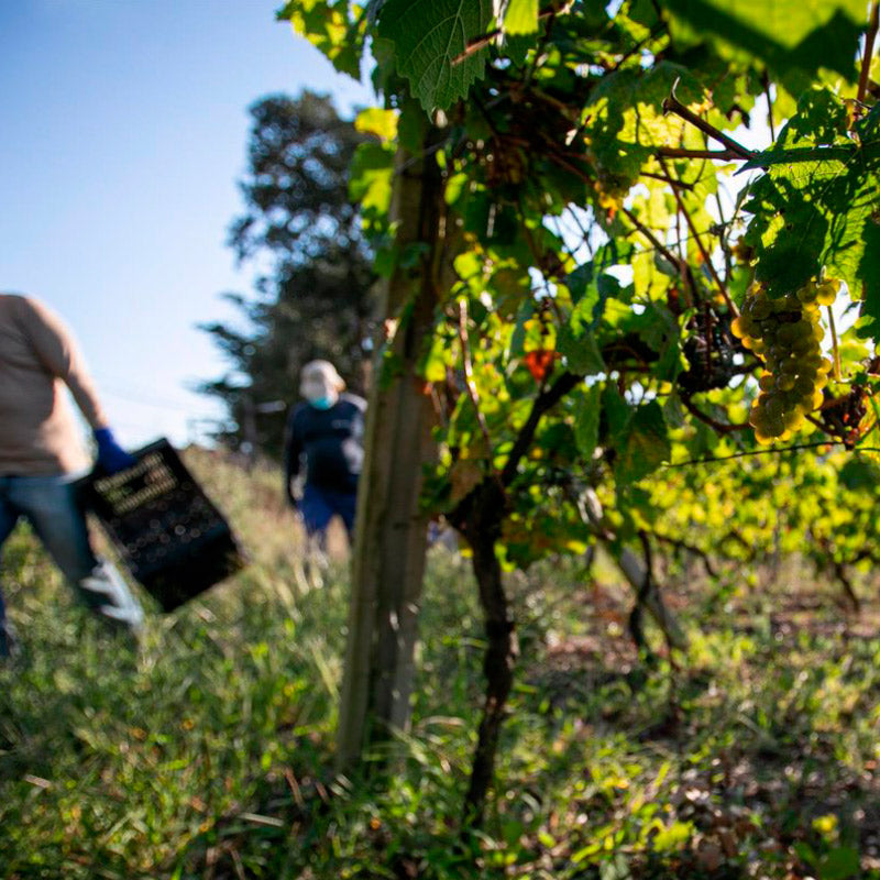 Realizada la vendimia 2021 del txakoli Urdaibai